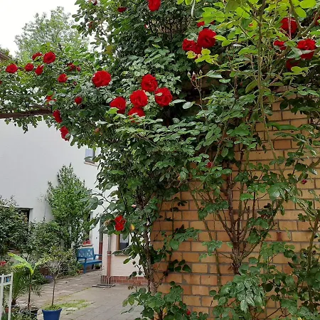 Fewo Rosenbluete Am Stadtpark Wittenberg Extérieur photo
