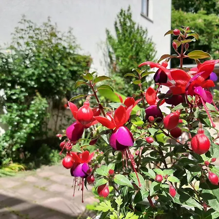 Fewo Rosenbluete Am Stadtpark Wittenberg Extérieur photo