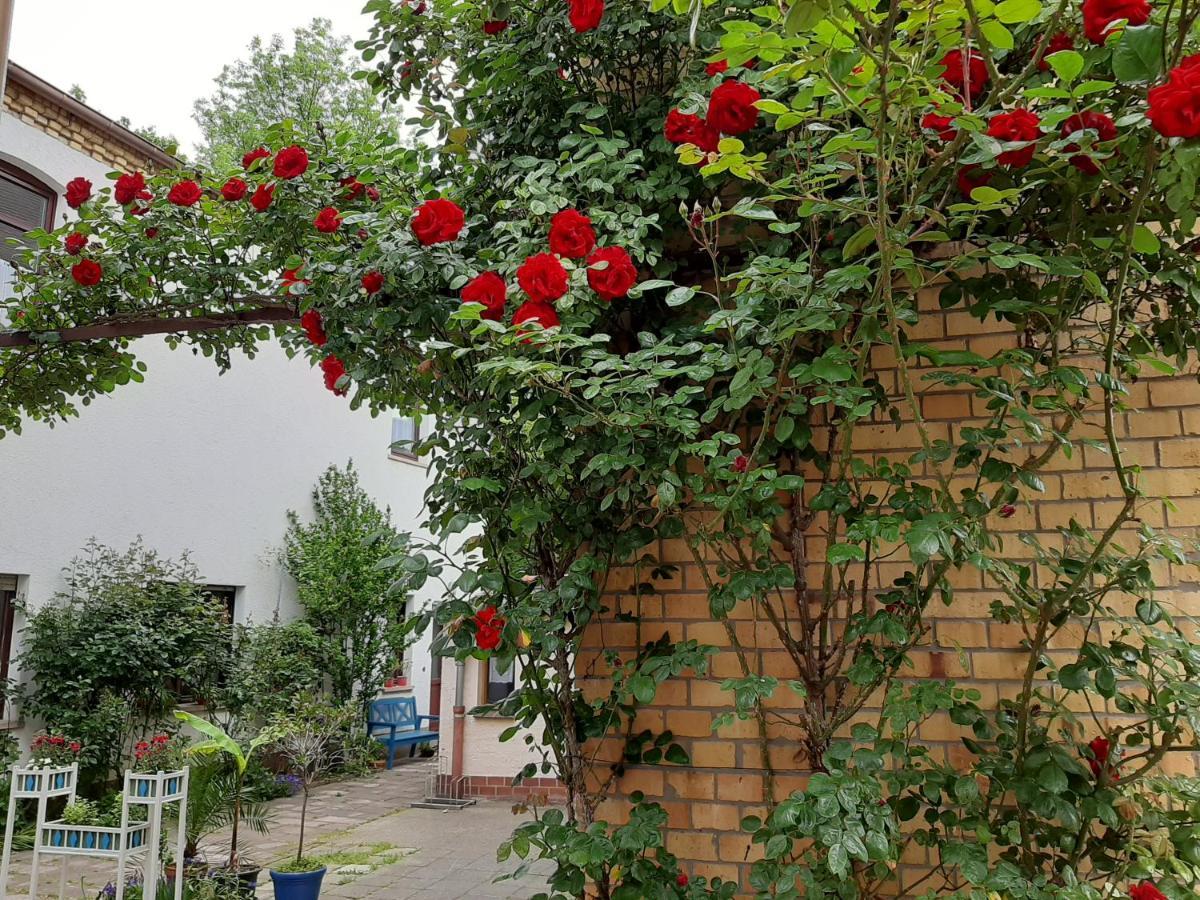 Rosenbluete Am Stadtpark Apartment Wittenberg